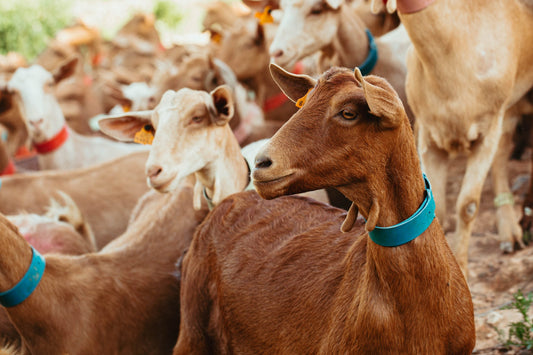 LES NOVES CABRES JA ARRIBEN